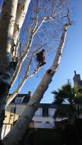 Photo de galerie - Elagage et coupe d'arbres