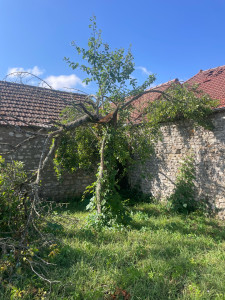 Photo de galerie - Elagage et coupe d'arbres