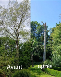 Photo de galerie - Taille d’arbres