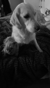 Photo de galerie - J’ai gardé un chien très gentille et adorable 