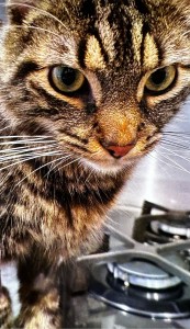 Photo de galerie - Garde chat