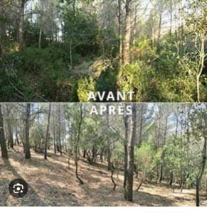 Photo de galerie - Débroussaillage