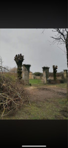 Photo de galerie - Elagage et coupe d'arbres