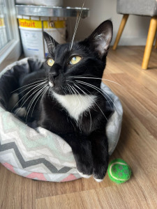 Photo de galerie - Baloo, un chat adorable, qui adore manger les câbles ! Et donc, on retire tout ce qui traîne ! 