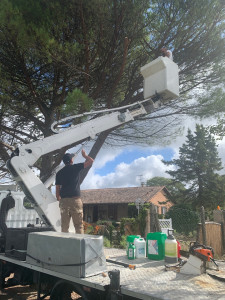 Photo de galerie - Élagage d’un pain parasol