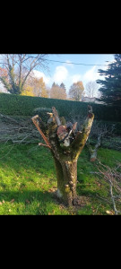 Photo de galerie - Elagage et coupe d'arbres