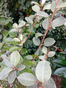 Photo de galerie - Paysagiste - Aménagement du jardin
