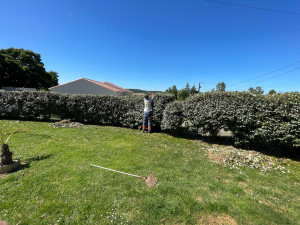 Photo de galerie - 70m de haie, avec des parcelles à plus de 4 mètres de hauteur. à Saint pierre de clairac avec l’intégralité des branches et feuilles coupées ramassées et amenées à la déchèterie. 