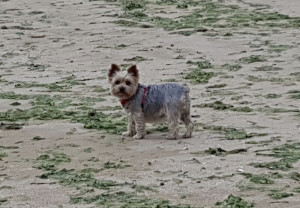 Photo de galerie - Jina (York de 13ans)
Promenade à la plage