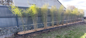 Photo de galerie - Création d'une haie en bambou non traçant avec une délimitation en bordure souple et la mise en place d'un paillage copeaux de bois
