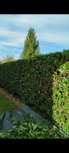 Photo de galerie - Taille de haie très beau résultat 