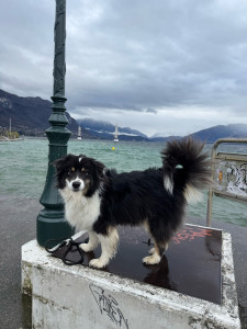 Photo de galerie - Shadow un berger australien inépuisable ! 