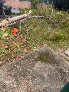Photo de galerie - Coupe d’arbre 