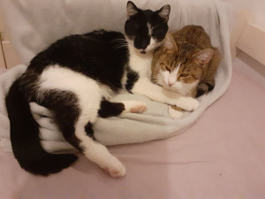 Photo de galerie - Mes 2 adorables chats 