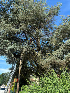 Photo de galerie - Elagage et coupe d'arbres