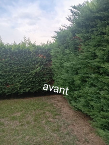 Photo de galerie - Taille de haies et d'arbustes