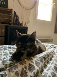 Photo de galerie - Garde chat longue durée à mon domicile 