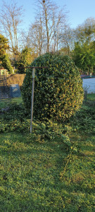 Photo de galerie - Taille d'arbustes 