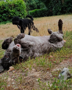 Photo de galerie - Ruby et Isathys en détente.