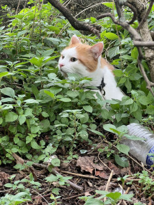 Photo de galerie - Garde chat