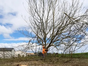 Photo de galerie - Abattage arbre