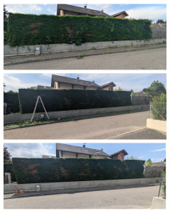 Photo de galerie - Taille de haies et d'arbustes