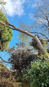 Photo de galerie - Abbatage