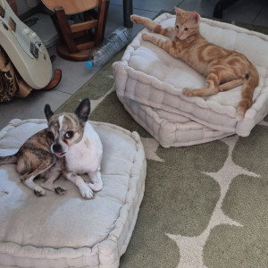 Photo de galerie - Garde chien et chat