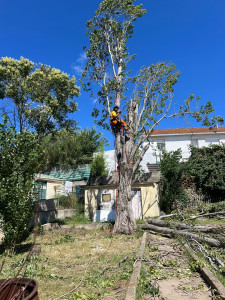 Photo de galerie - Elagage et coupe d'arbres