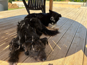 Photo de galerie - Garde chien