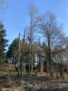 Photo de galerie - Démontage puis abattage 
