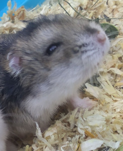Photo de galerie - Ce petit moustachu s'appelait Steve,c'était un hamster adorable qui s'endormait dans mes bras quand je le caressais.