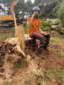Photo de galerie - Elagage et coupe d'arbres