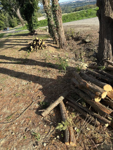 Photo de galerie - Nettoyage d’une haie haie 