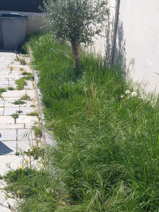 Photo de galerie - Tonte de pelouse - Débroussaillage