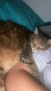 Photo de galerie - Garde chat