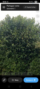 Photo de galerie - Elagage et coupe d'arbres