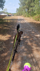 Photo de galerie - Garde chien