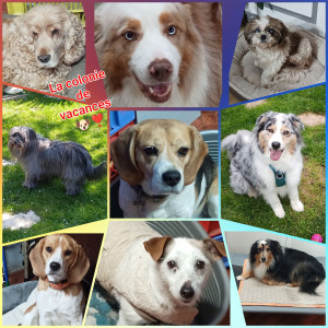 Photo de galerie - Garde chien