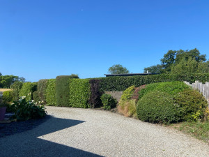 Photo de galerie - Taille de haies et d'arbustes