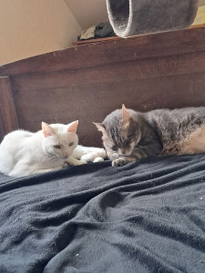 Photo de galerie - Garde chat