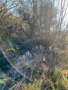 Photo de galerie - Elagage et coupe d'arbres