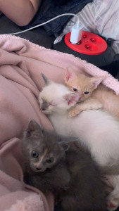 Photo de galerie - Même la garde de chaton 