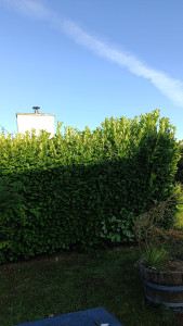 Photo de galerie - Coupe de haie 