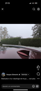 Photo de galerie - Rabattage de Thuya