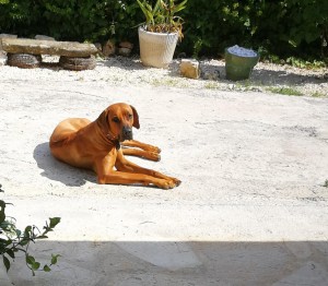 Photo de galerie - tranquille dans mon jardin