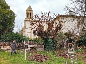 Photo de galerie - Taille d'un vieux figuier avec des tires sève plus long pour lutter contre les canicules et protéger ses branches charpentières. 