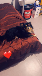 Photo de galerie - Voici mon chien mon p’tit kouro ♥️