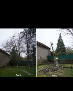 Photo de galerie - Taille d'un cerisier 