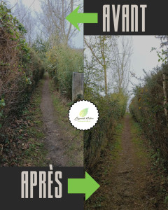 Photo de galerie - Taille de haie